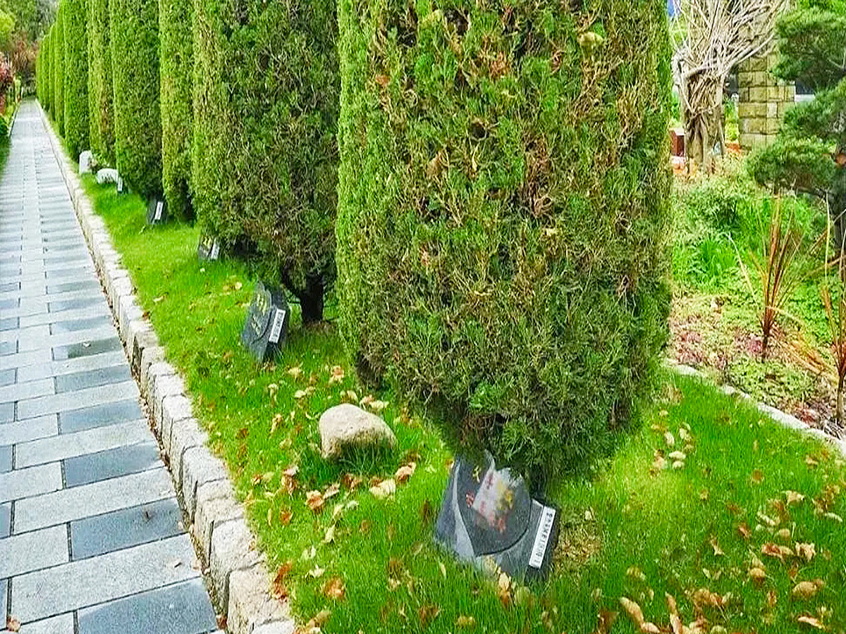 济南树葬介绍