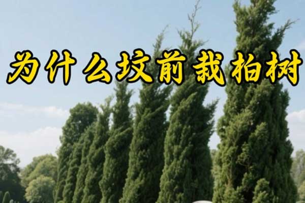 为什么坟前栽柏树 为什么坟前栽柏树