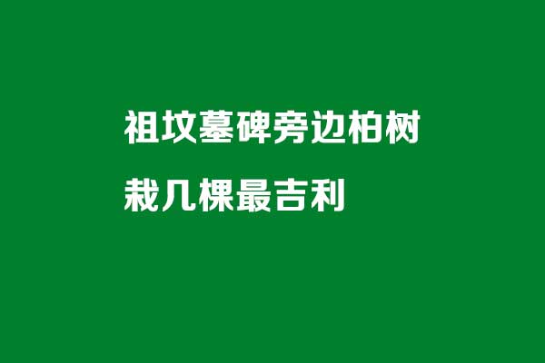 祖坟墓碑旁边柏树栽几棵最吉利 祖坟墓碑旁边柏树栽几棵最吉利
